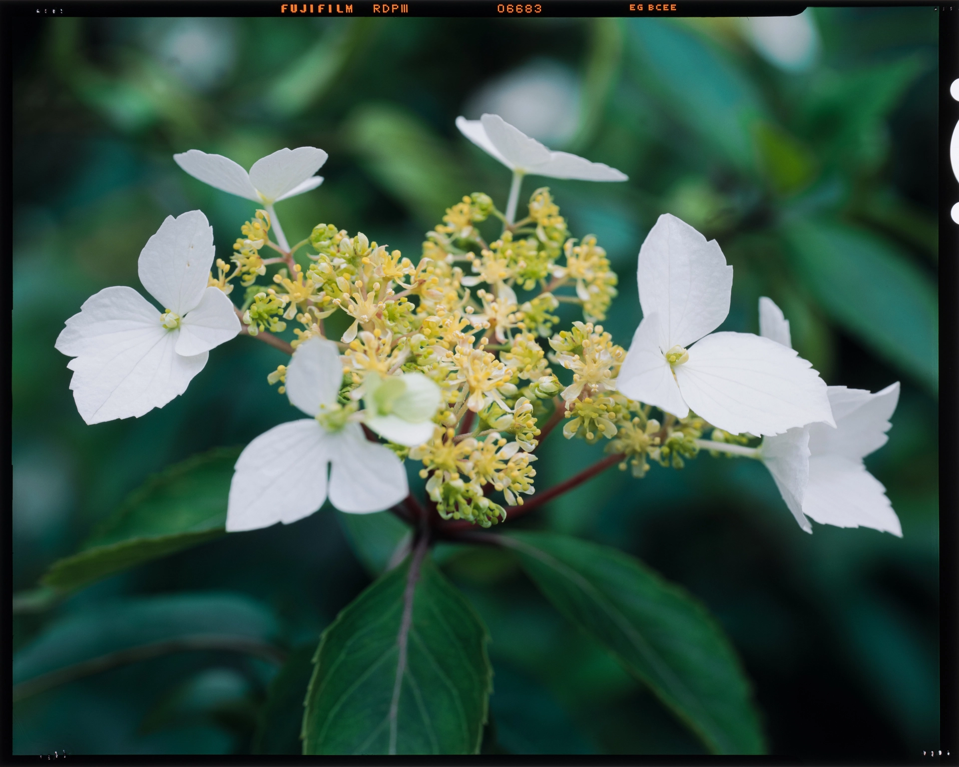 Hydrangea kawagoeana